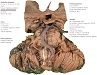 Atlas Mozkový kmen a mozeček - Brain stem and cerebellum