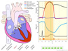 Cardiac Cycle