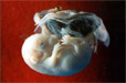 Fotodokumentace prenatálního vývoje člověka a vybraných savců