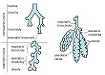 Plicní ventilace