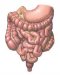 Fyziologie gastrointestinálního traktu