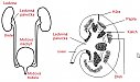 Fyziologie ledvin, vývodných cest močových a acidobazické rovnováhy I. Struktura a funkce ledvin.
