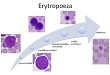 Hematopoeza, vybrané metody zkoumání krevních elementů