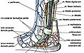 Klinická anatomie žil dolních končetin