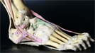 Kosti a kostní spojení - Bones and joints