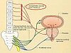 4. Dysfunction of lower urinary tract