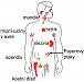 Lymfatický systém a imunoglobuliny