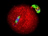 Mitochondrie v reprodukci