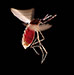Nástrahy v boji s Malárií na počátku 21. století