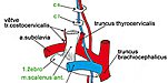 Přehled topografické anatomie krku s klinickými poznámkami