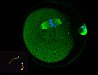 Základy morfologie gamet a embryí pro účely asistované reprodukce